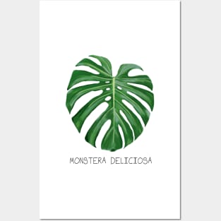 Monstera Deliciosa Plant Leaf Posters and Art